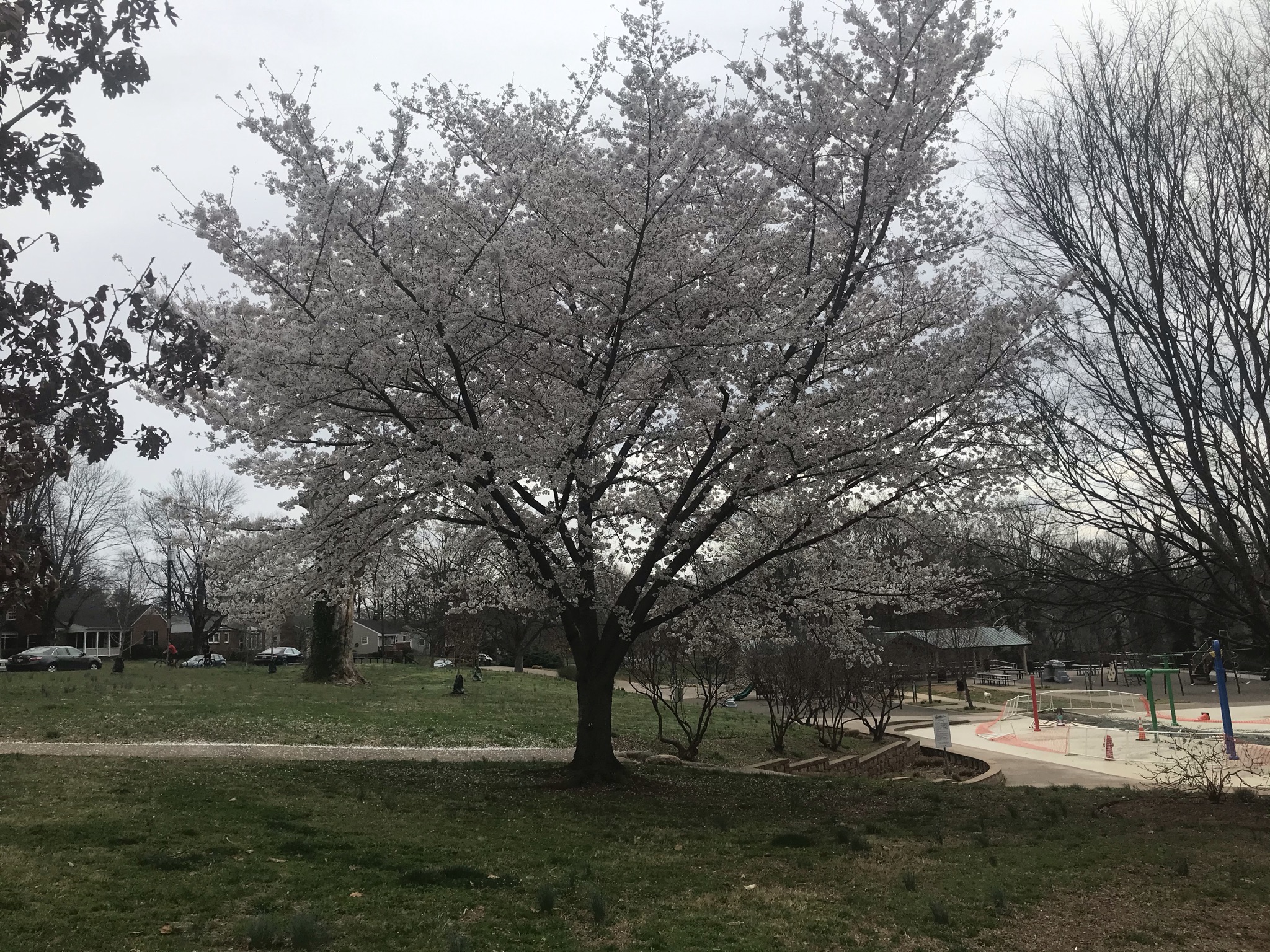 A cherry tree in bloom in Forest Hills Park on March 20, 2020